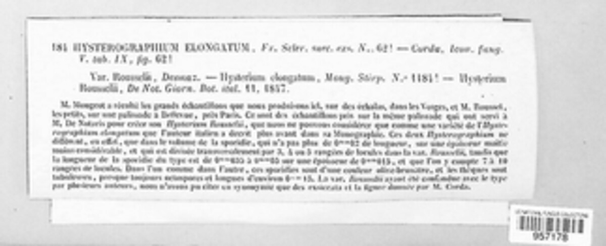 Hysterographium fraxini image